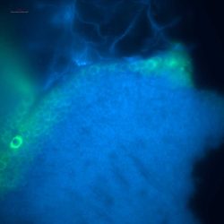 Immunomarquage VASA /DAPI sur coupe vibratome d’huître