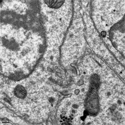 Ultrastructure cellulaire : huître