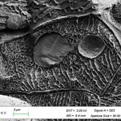 Cryo-MEB : cryo-fracture de carotte