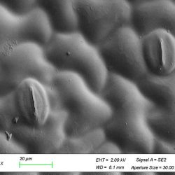 Cryo-MEB surface de feuille, stomate