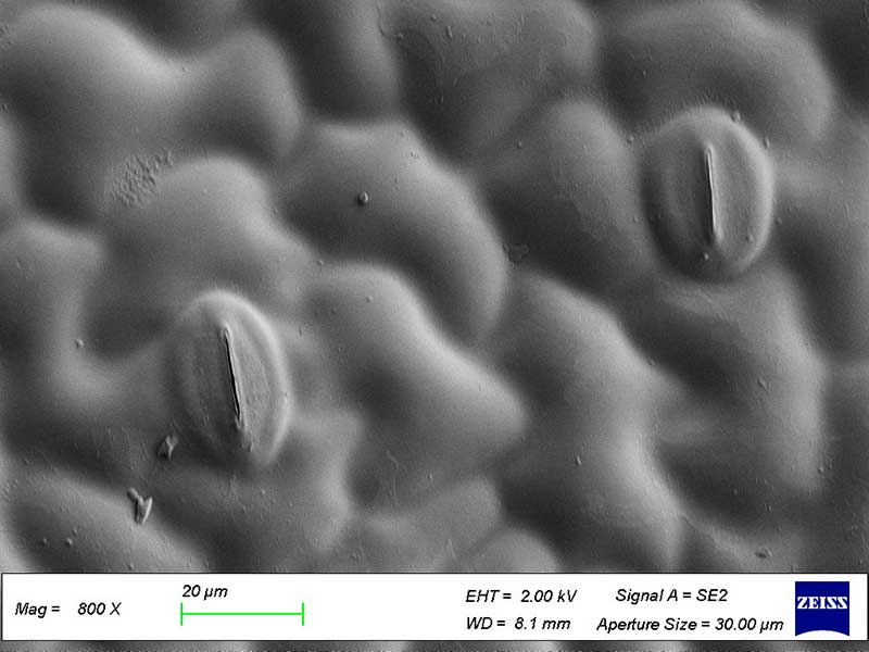 Cryo-MEB surface de feuille, stomate