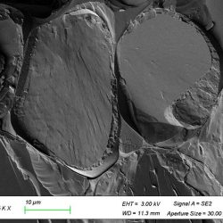 Cryofracture Colza