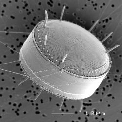 MEB : Diatomée