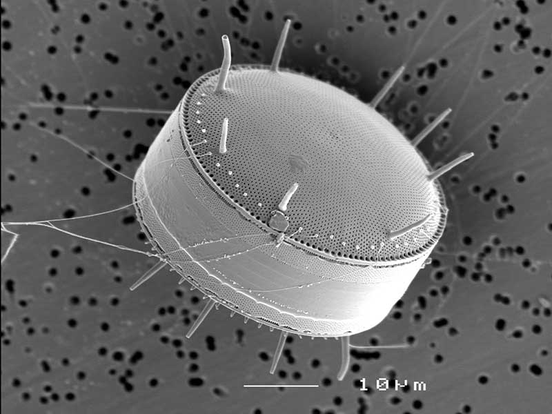 MEB : Diatomée