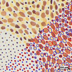 Détection de chromatophores de peau de seiche