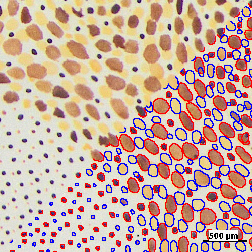 Détection de chromatophores de peau de seiche