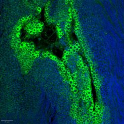 Immunomarquage DAPI/VASA sur coupe paraffine d’huître