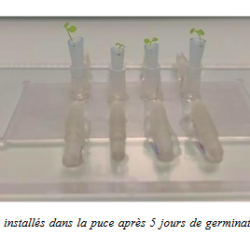 Puces de microfluidie pour plantules