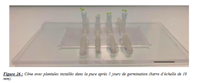 Puces de microfluidie pour plantules